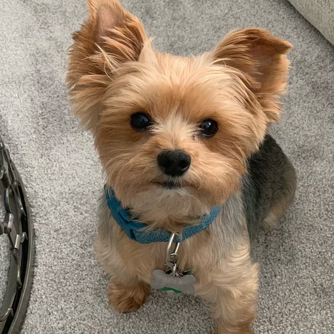 puppy image